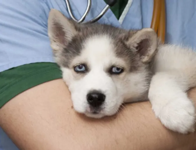 A baby Husky in a Veterinarian's arms